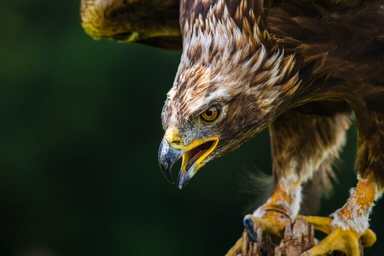 Aigle royal - espèce protégée au sens de l'article L. 411-1 du Code de l'environnement - affaire du parc éolien de Bernagues (Hérault)