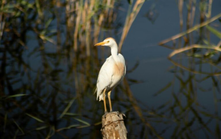 Héron garde-boeufs en zone humide - habitat d'espèce protégée au sens de l'article L. 411-1 du Code de l'environnement