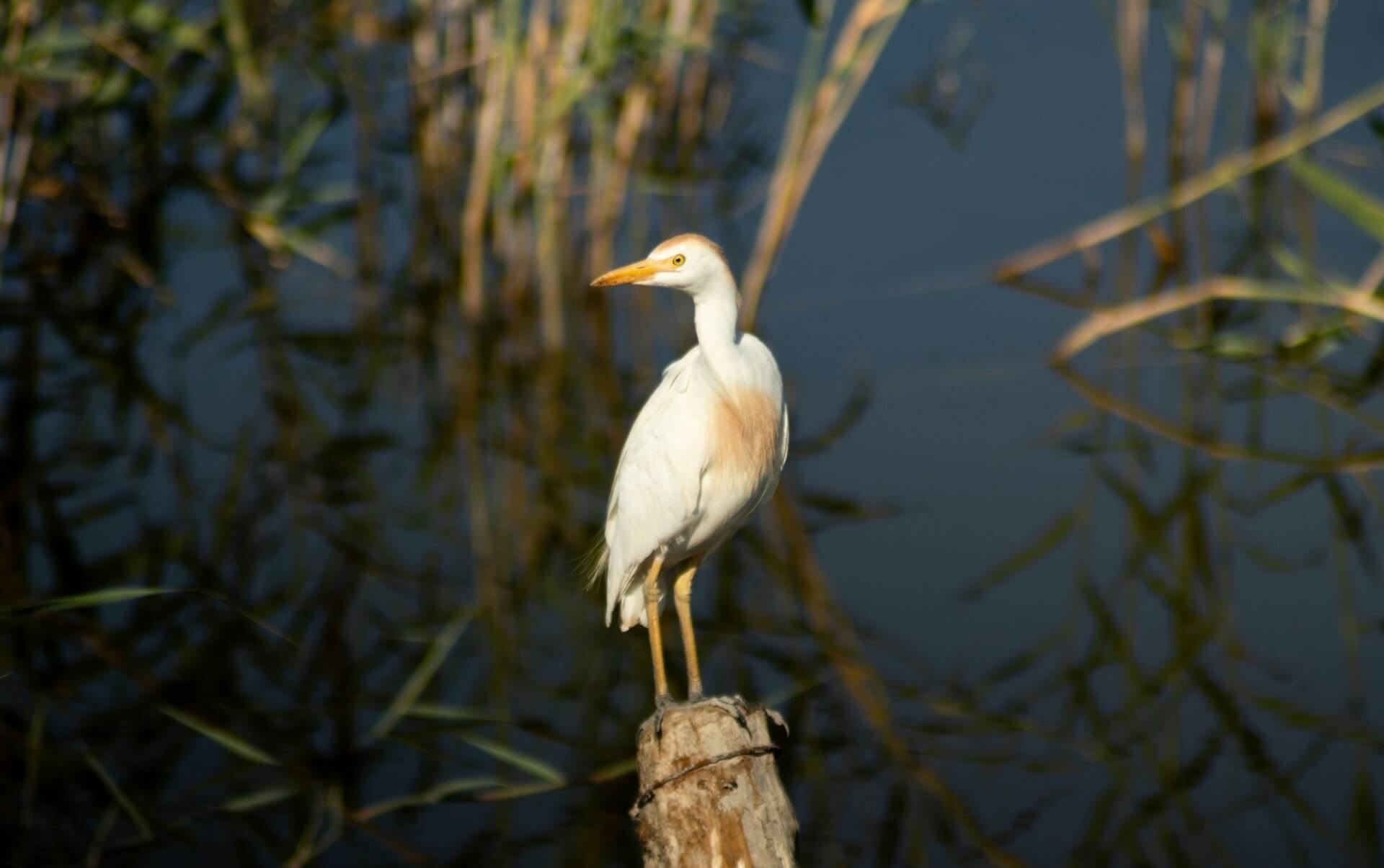 Héron garde-boeufs en zone humide - habitat d'espèce protégée au sens de l'article L. 411-1 du Code de l'environnement