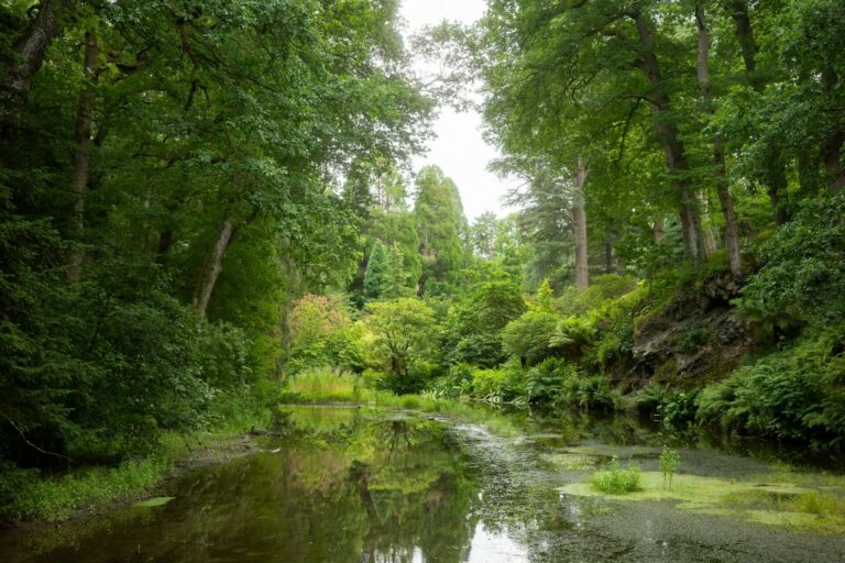 plan d'eau boisé illustrant une pollution piscicole jugée sur le fondement de l'article L. 432-2 du Code de l'environnement